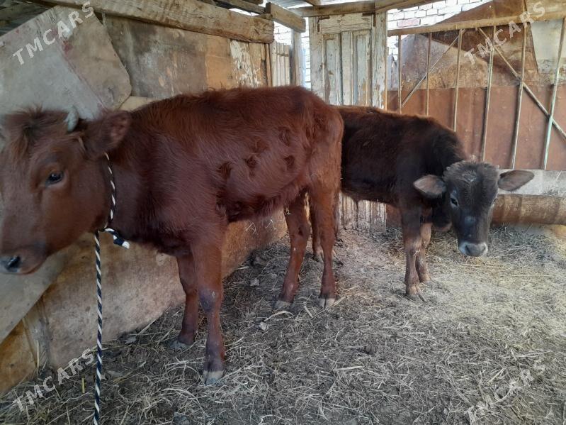 okuzler - Мары - img 1