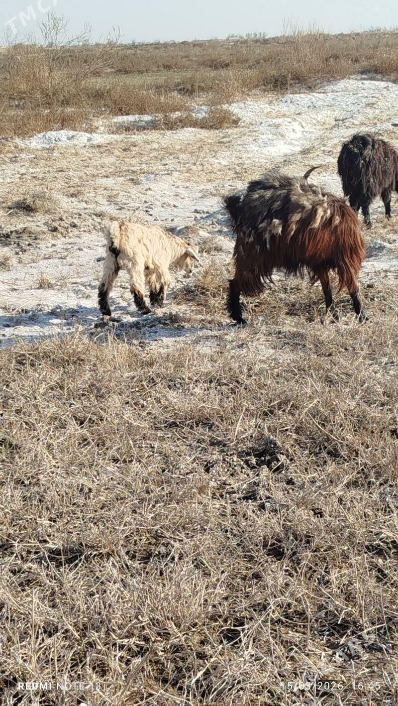 Mary Mary etrap - Мары - img 1