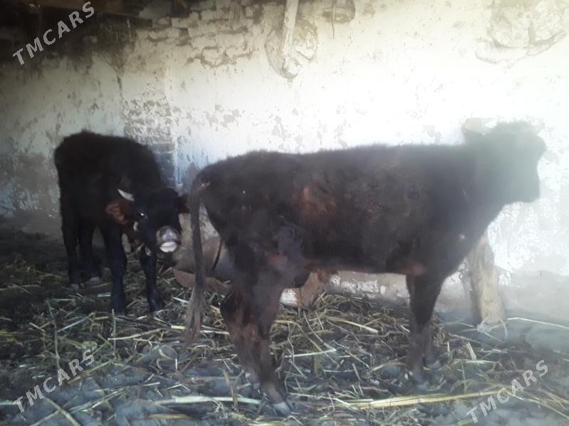 OKIZ - Gubadag - img 1