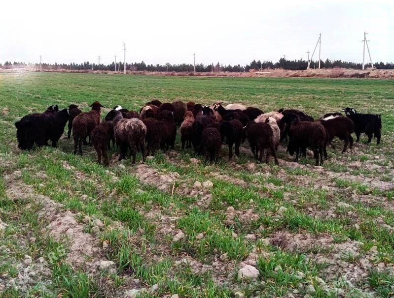 Soyumluk Mallar - Aşgabat - img 1