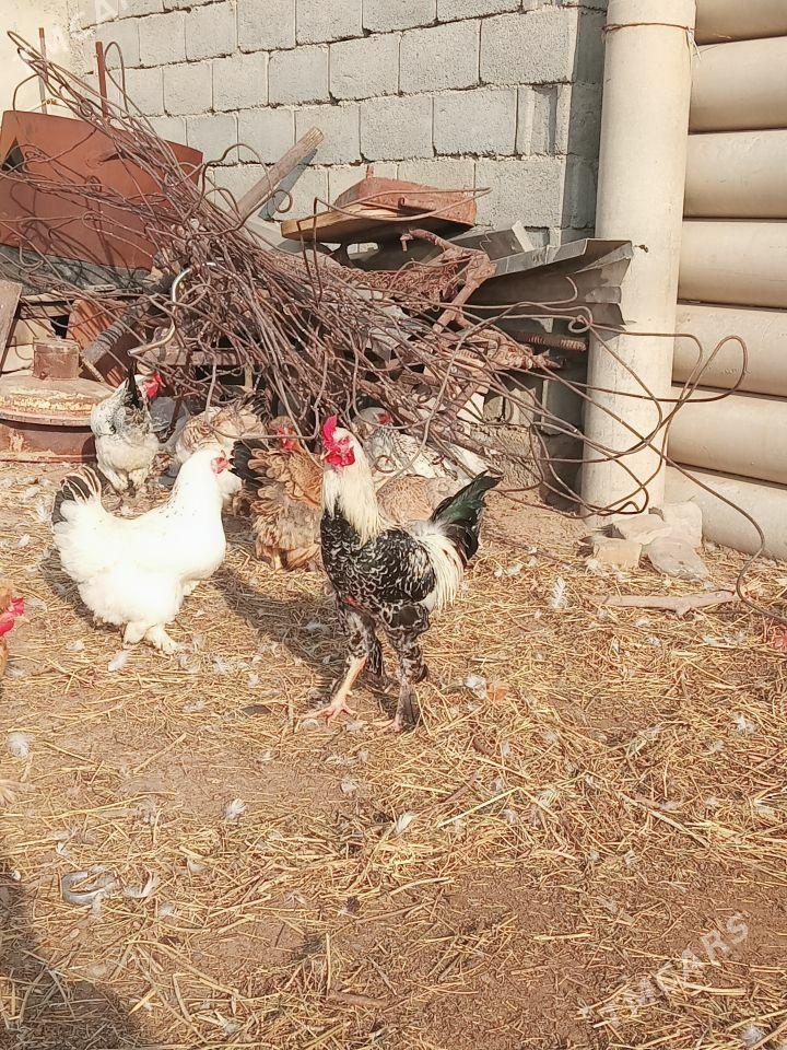 Mitis juje horaz - Çoganly - img 1