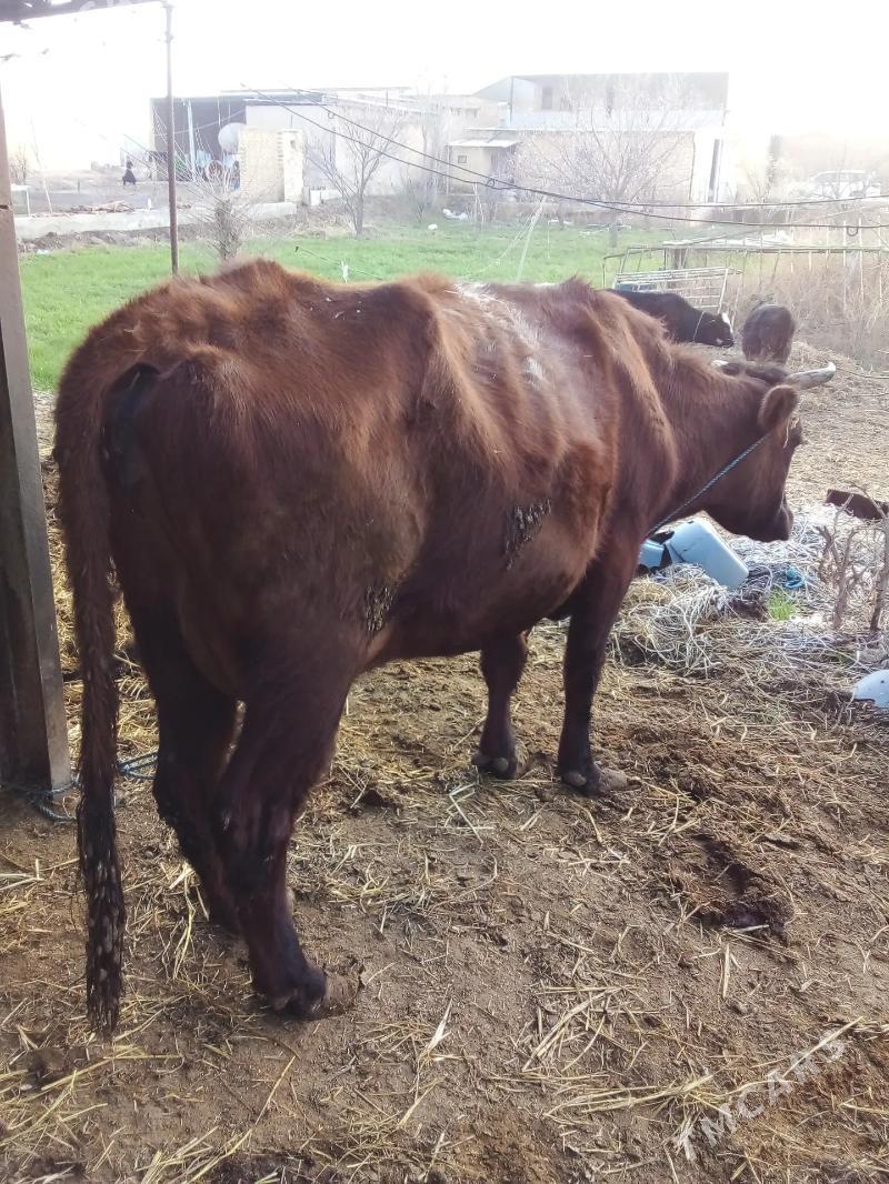 göleli sygyr - Saýat - img 1