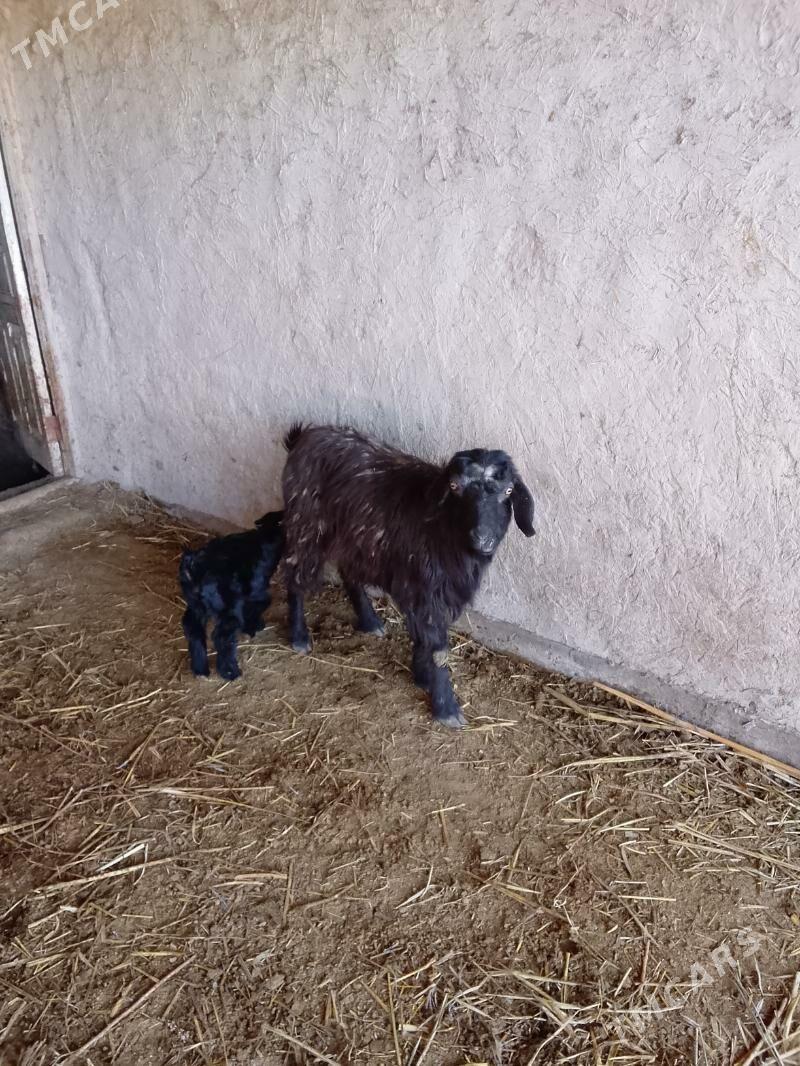 Owlakly geçi - Gurbansoltan Eje - img 1