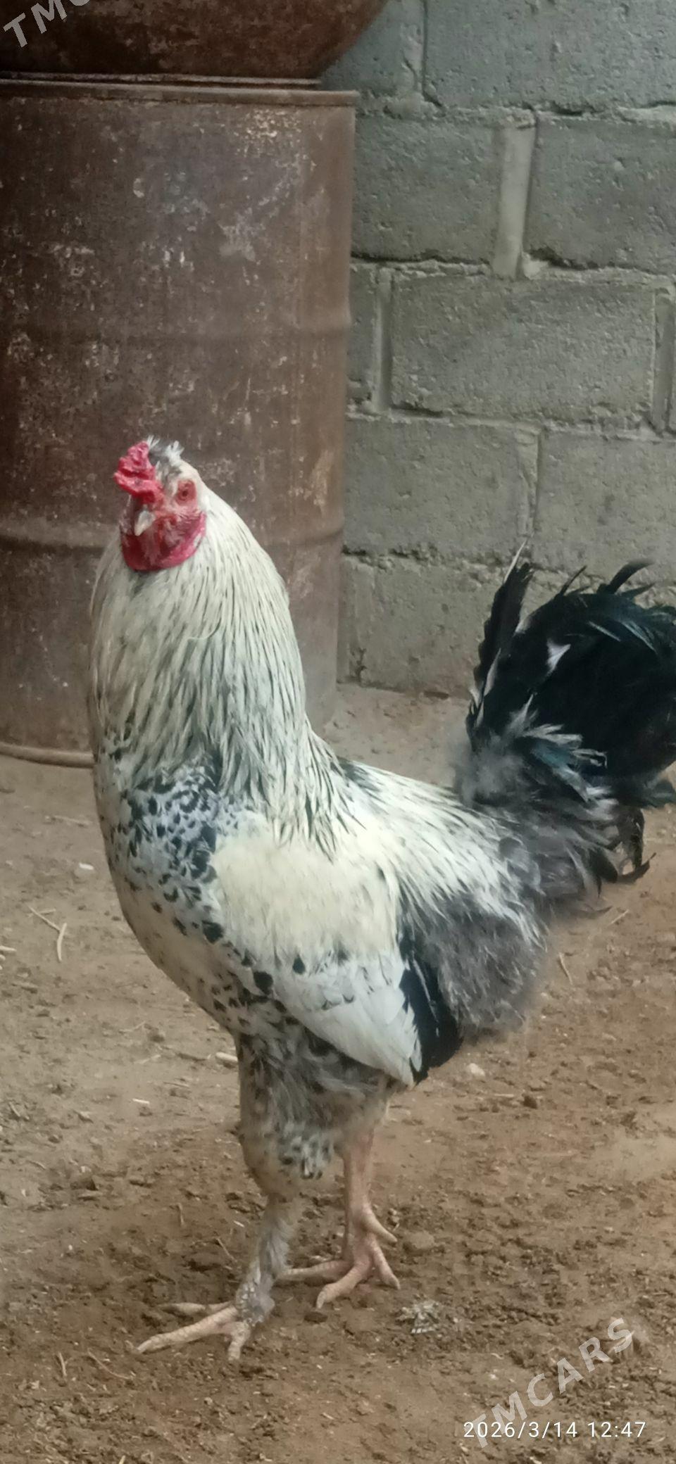 horaz - Gumdag - img 1