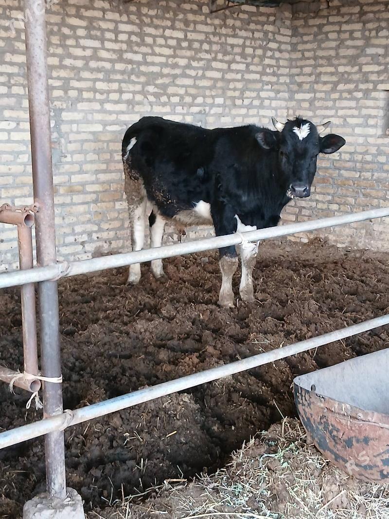 ÇORNY PIÝOSDYR OKUZ - Halaç - img 1