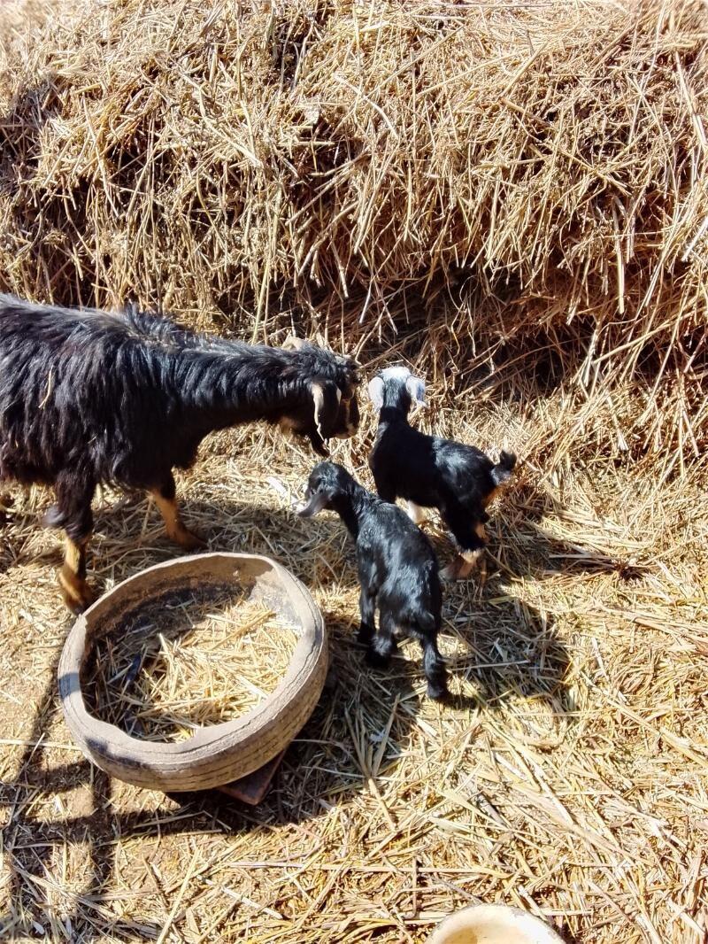Ekiz owlakly geçi - Гурбансолтан Едже - img 1