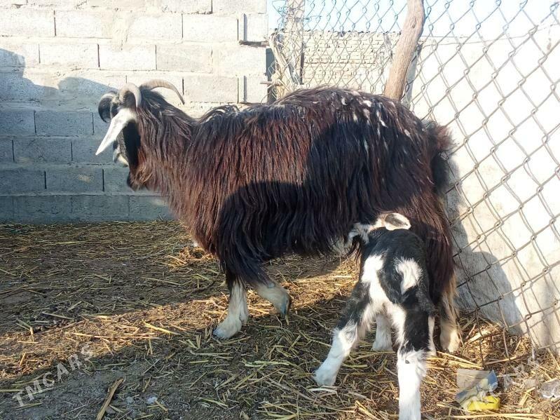 owlokly geci - Bäherden - img 1