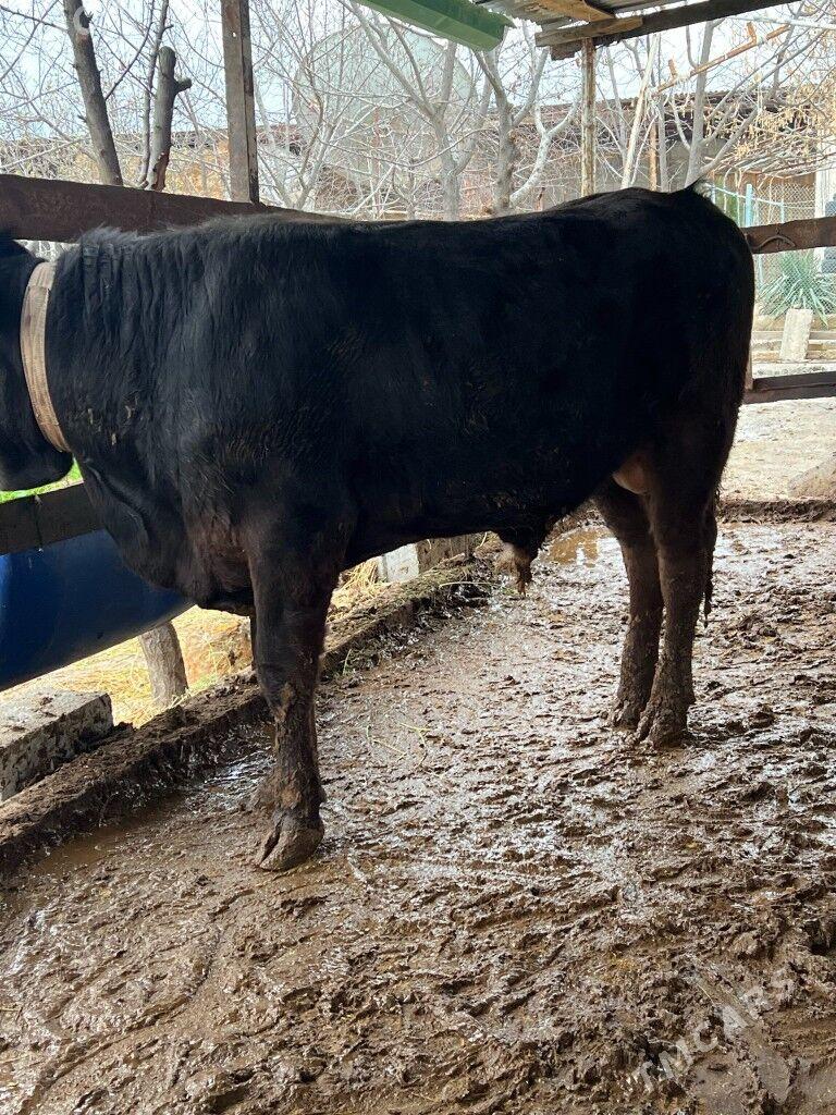 okuz - Aşgabat - img 1