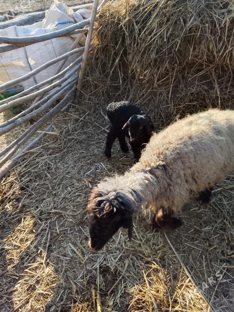 Guzuly goýun - Гурбансолтан Едже - img 1