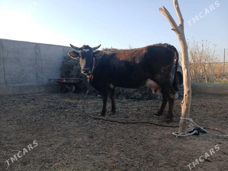 goleli sygyr - Kaka - img 1