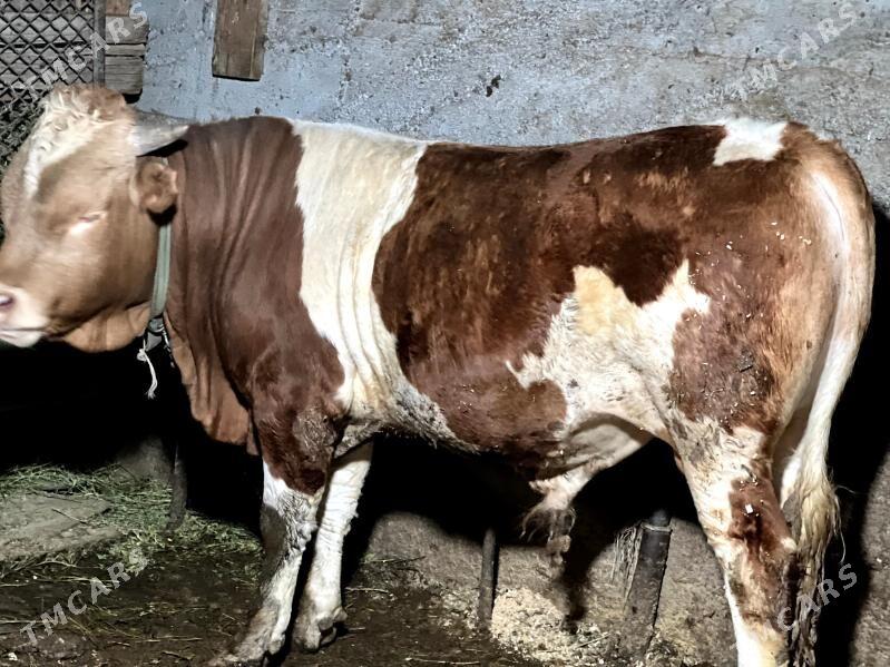 okuz - Aşgabat - img 1