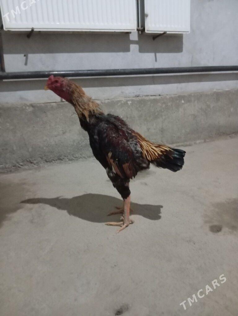 bayes horaz juje - Dänew - img 1