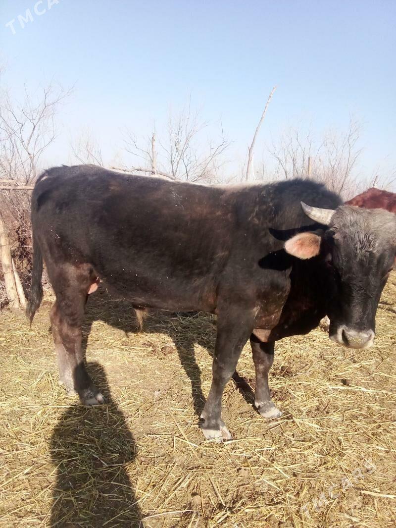 okuz - Babadaýhan - img 1