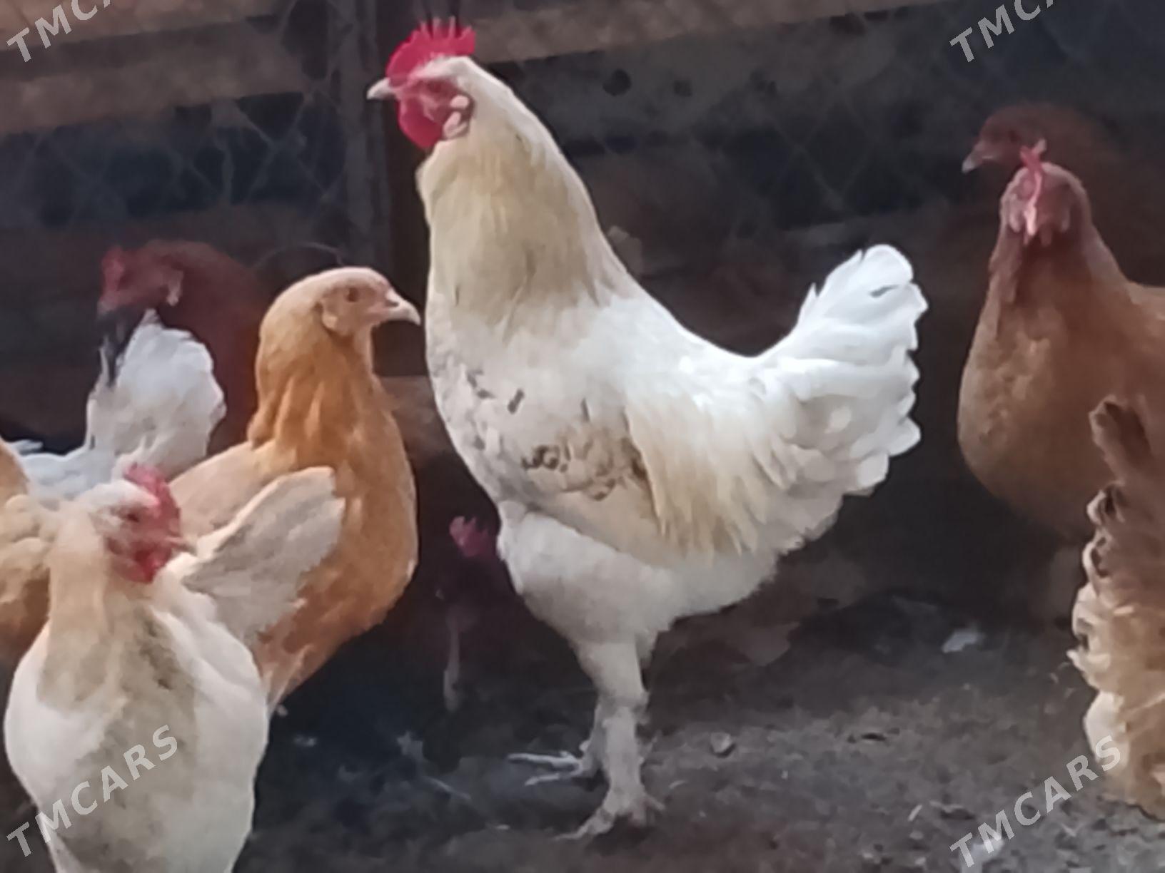 Horaz - Векильбазар - img 1