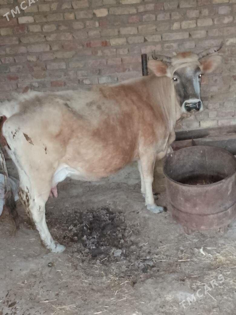 Tanaly sygyr - Balkanabat - img 1