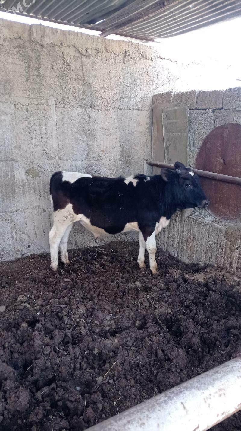 okuz - Aşgabat - img 1