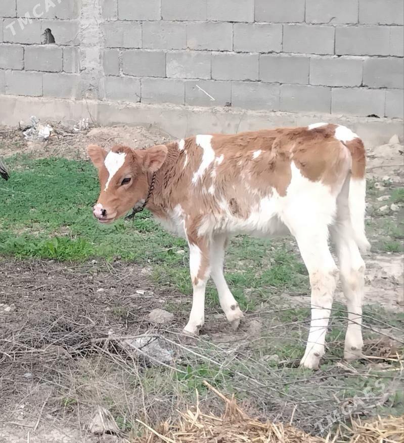 Gole tuwe simental - Гуртли - img 1