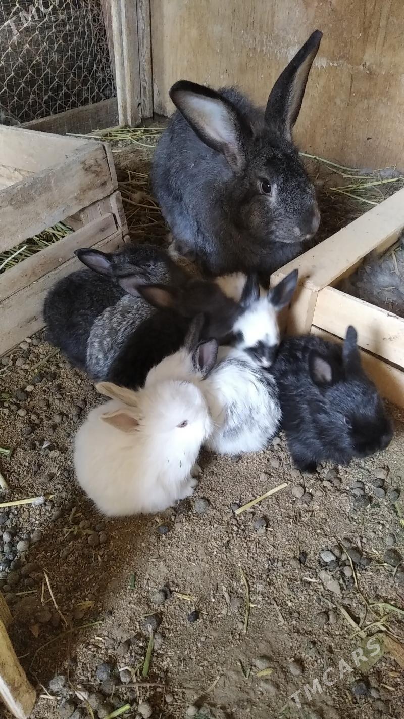 Товшан - Aşgabat - img 1