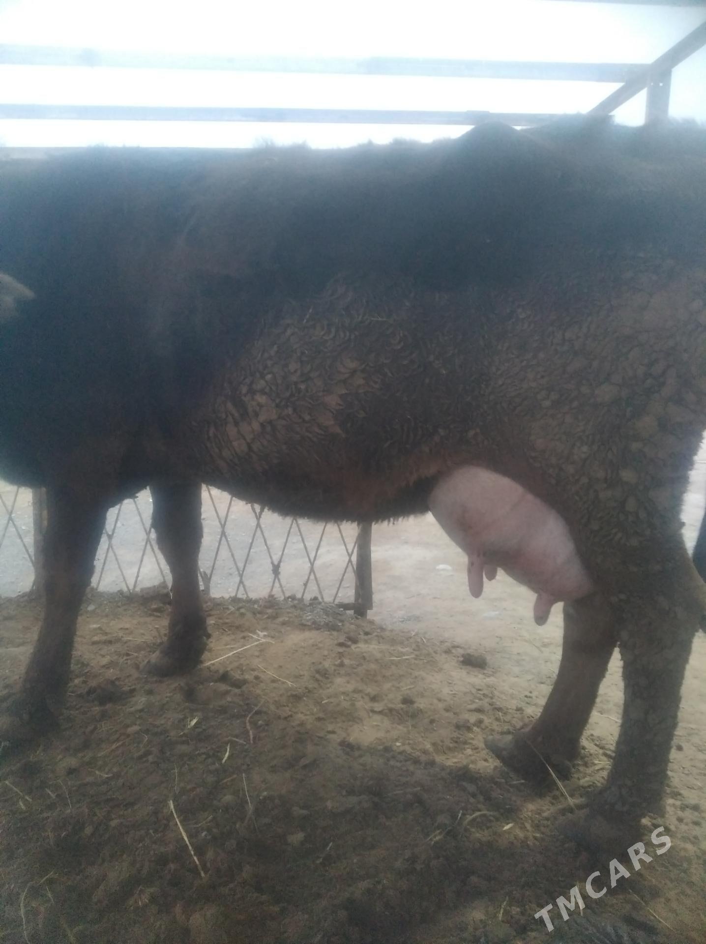 sygyr gololi - Gökdepe - img 1