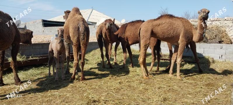 Duye - Bäherden - img 1
