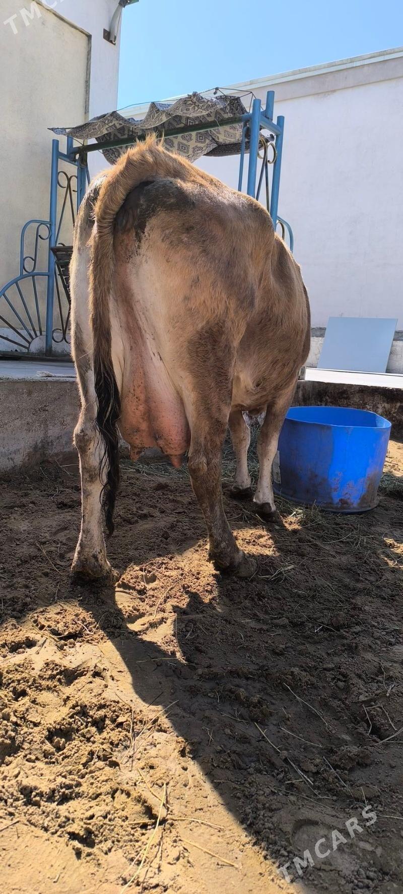 Göleli sygyr - Çoganly - img 1