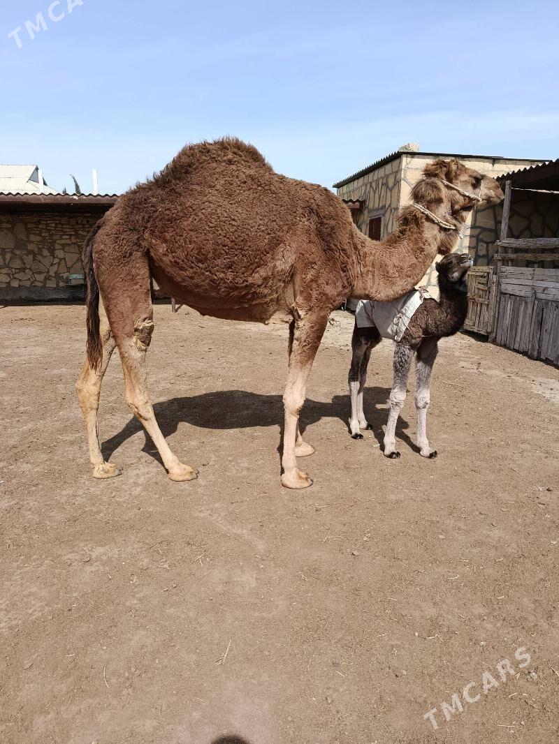 kosekli duye - Эсенгулы - img 1