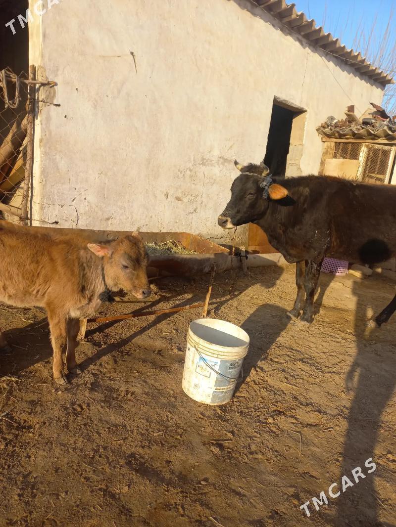 Sygyr. - Tejen - img 1