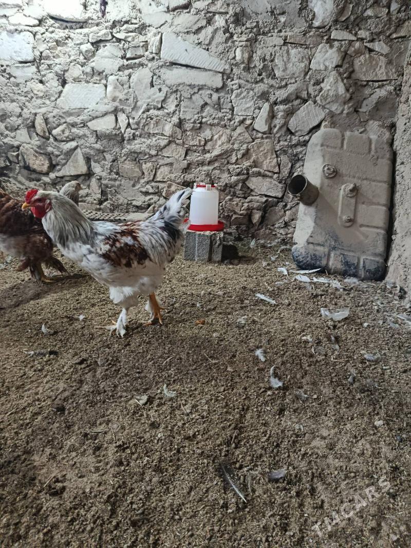 horaz - Balkanabat - img 1