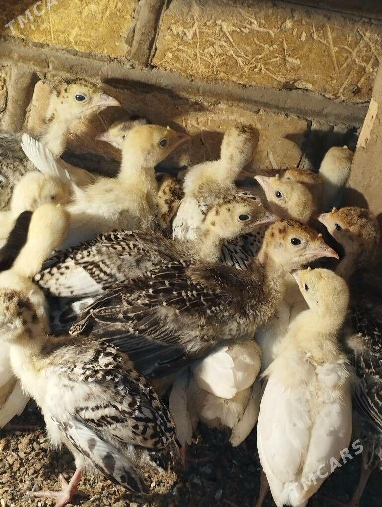 Induk jüje - Мары - img 1