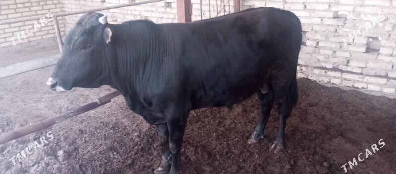 ökiz - Векильбазар - img 1