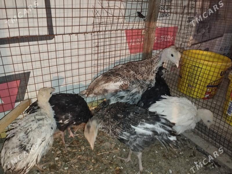 Induk jüje - Mary - img 1