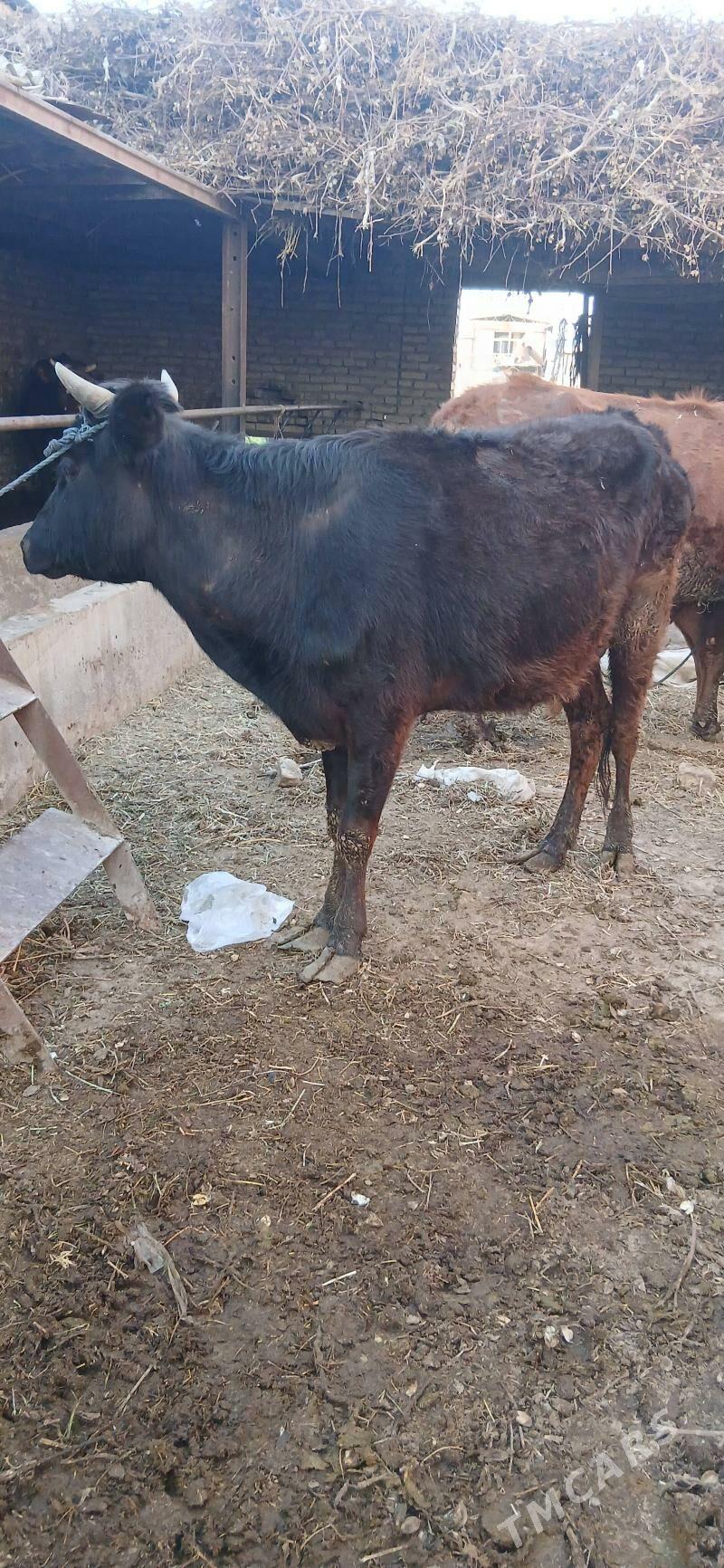 хожекли сыгыр - Чарджоу - img 1