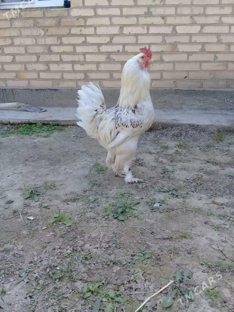 Хороз - Байрамали - img 1