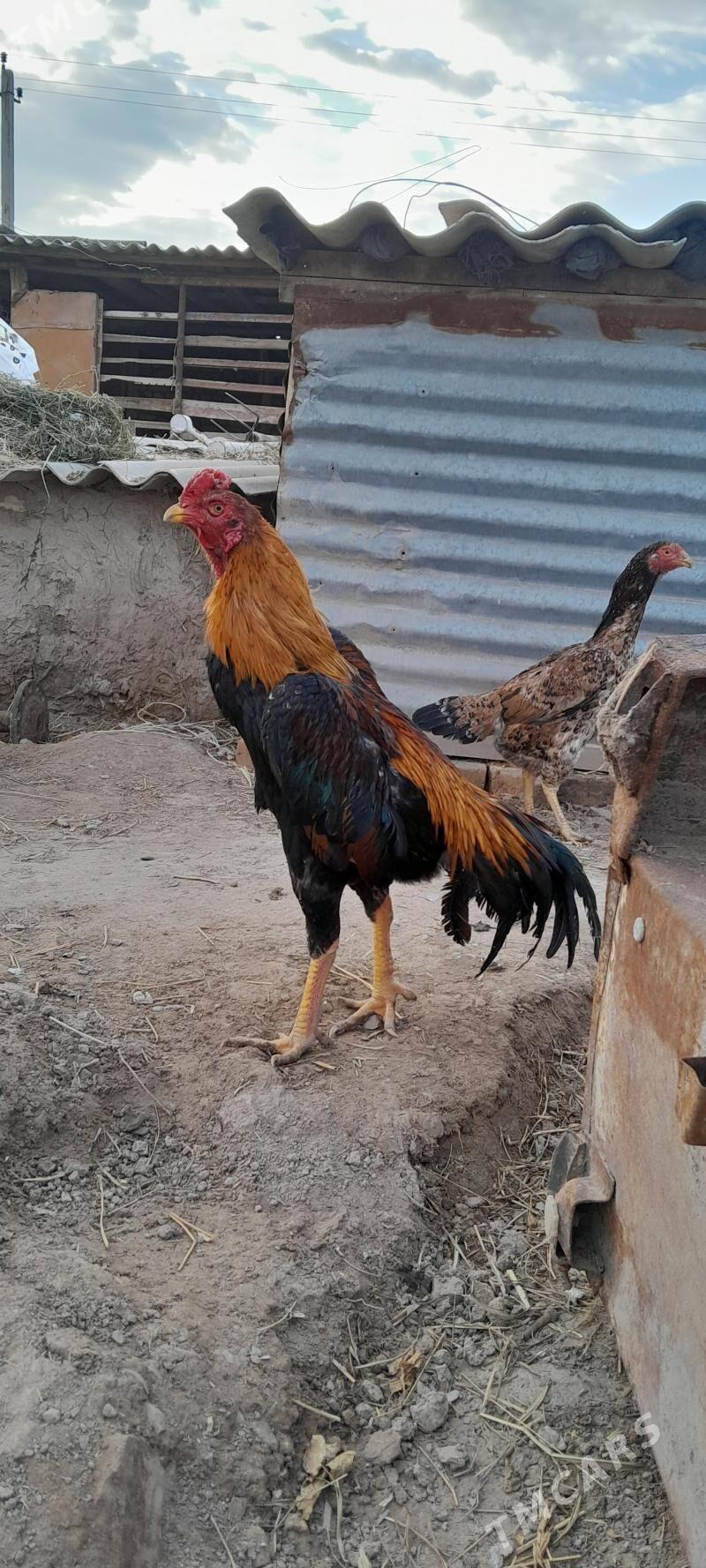 Taşkent horaz baysy maki - Сакар - img 1