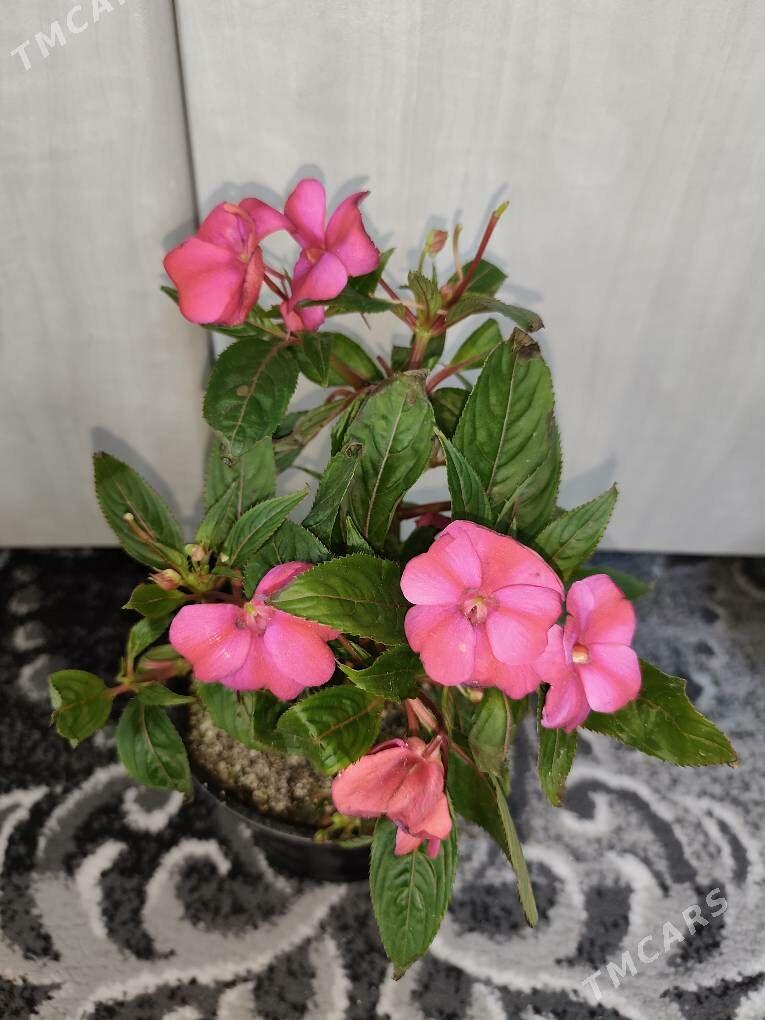 Бальзамин - Рухабат (90-й разьезд) - img 1