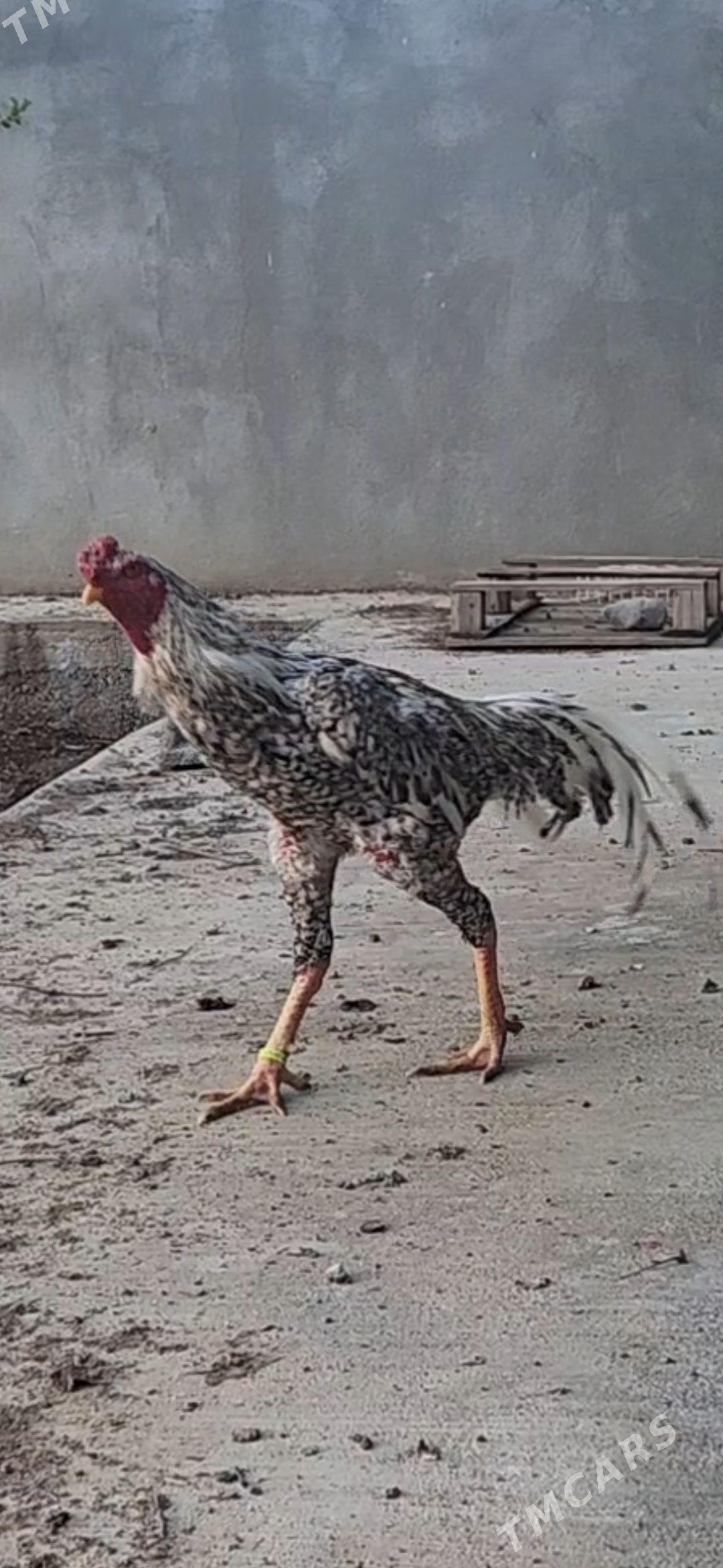 Taşkent juyje - Aşgabat - img 1