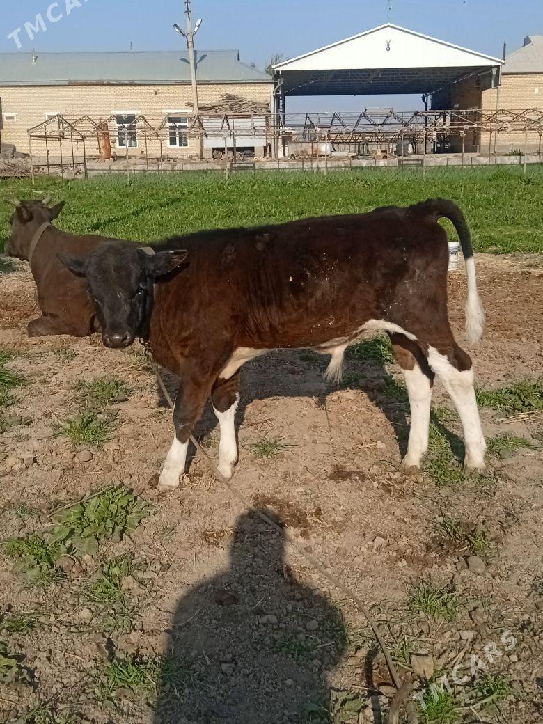 GÖLELI SYGYRLAR - Baýramaly - img 1