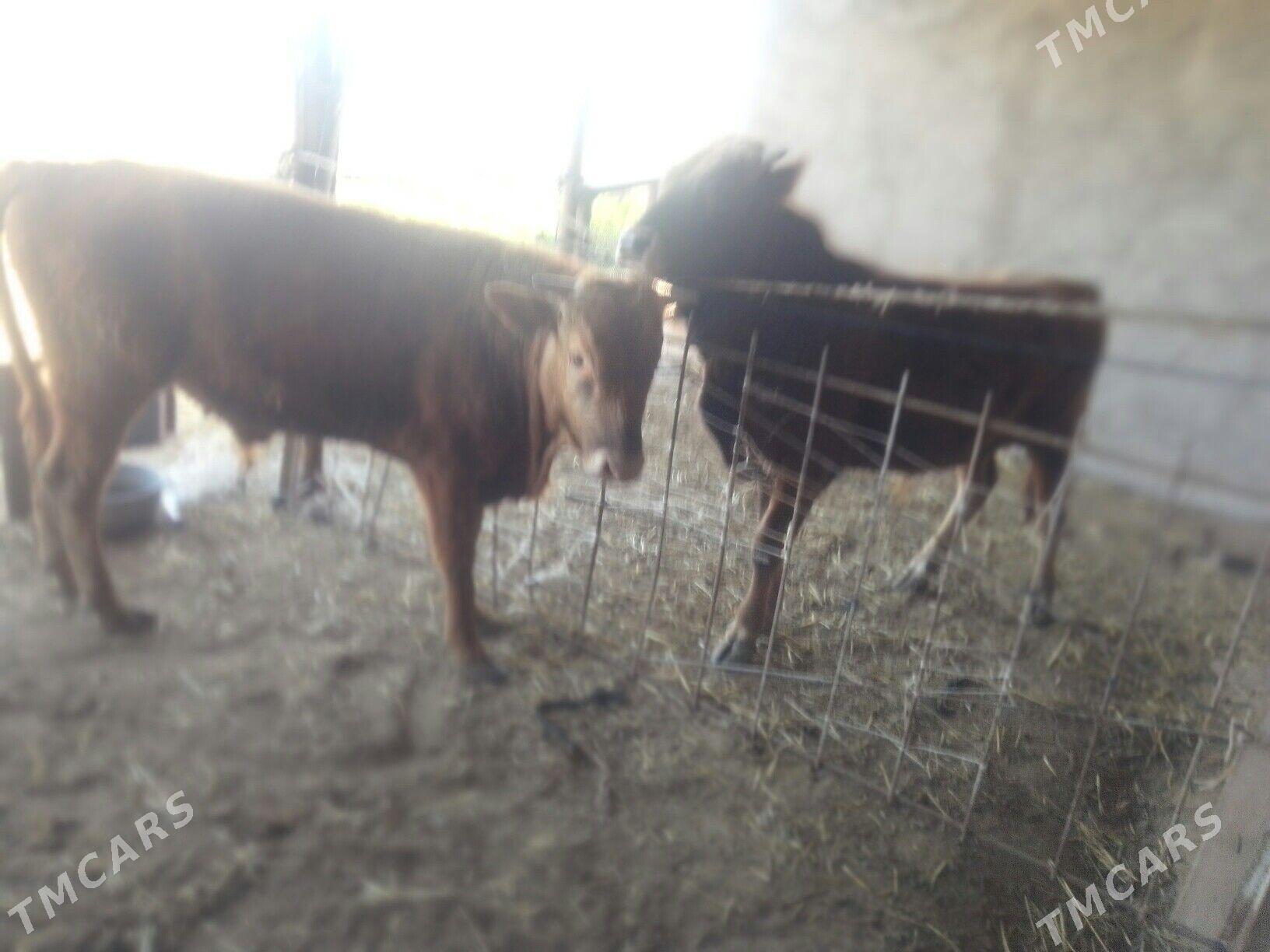 ókuz - Tejen - img 1