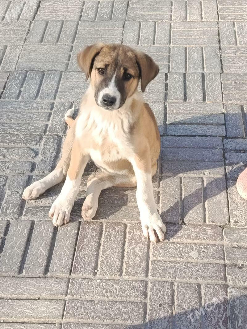 собака - Aşgabat - img 1