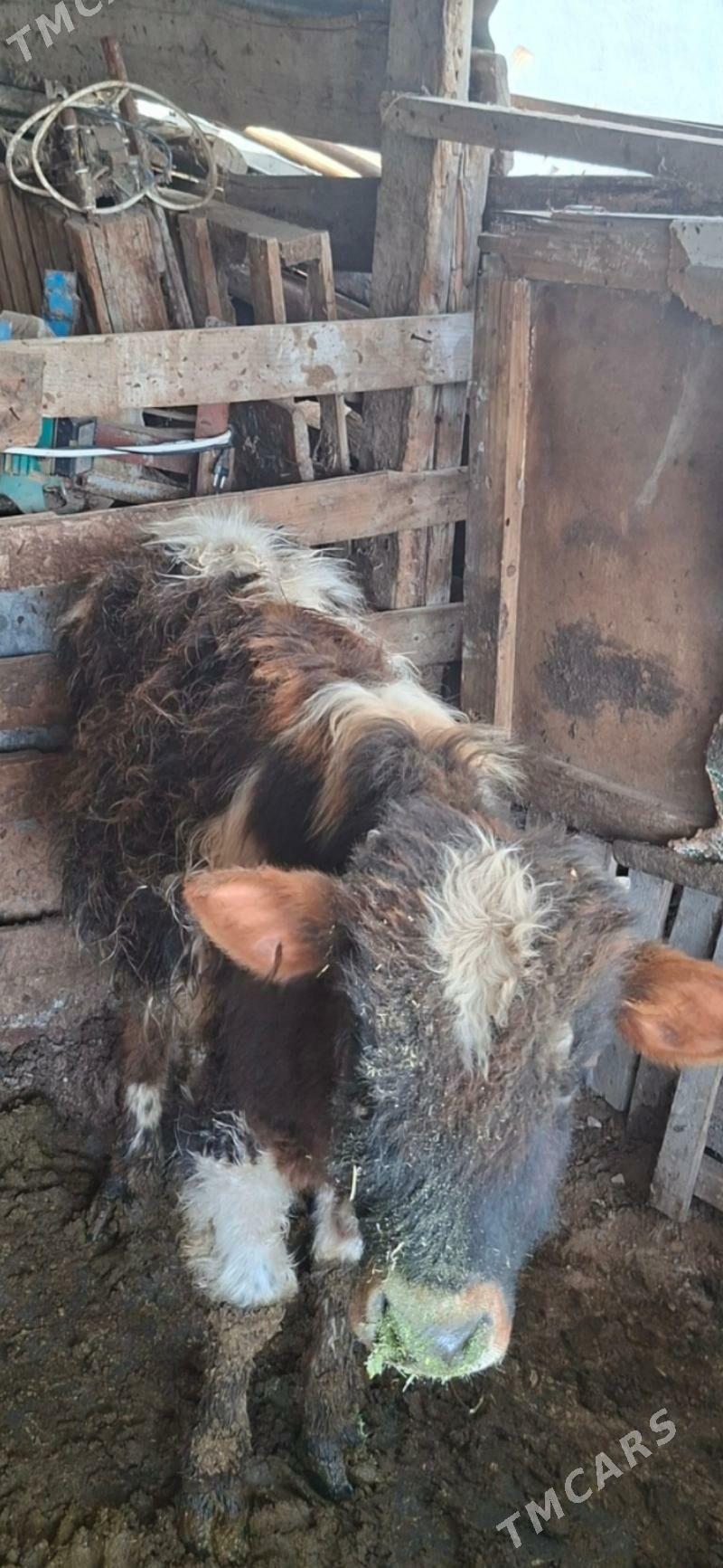 öküz - Ýalkym - img 1