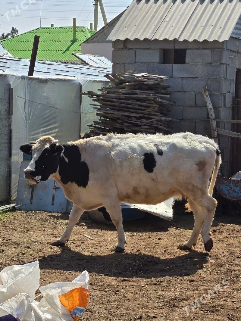 sygyr - Гороглы (Тагта) - img 1