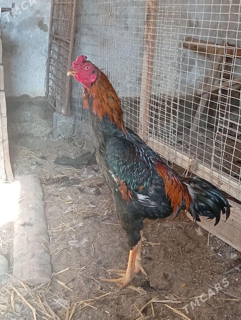 Baýsow horaz - Çärjew - img 1