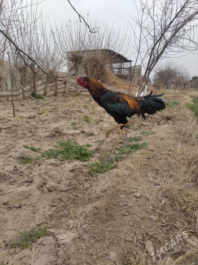 baysow horaz - Farap - img 1