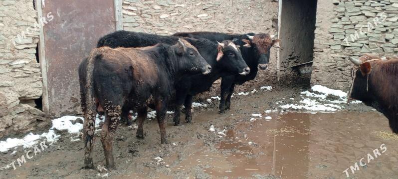 okuz - Bäherden - img 1