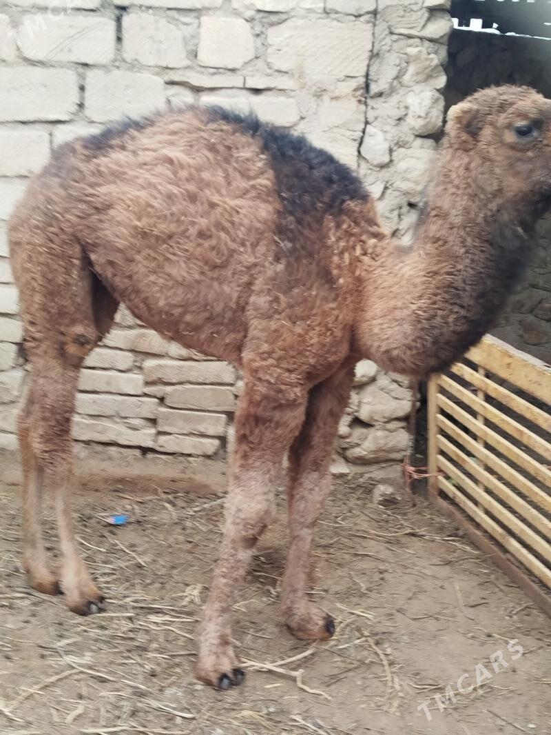 ogsyk - Джебел - img 1