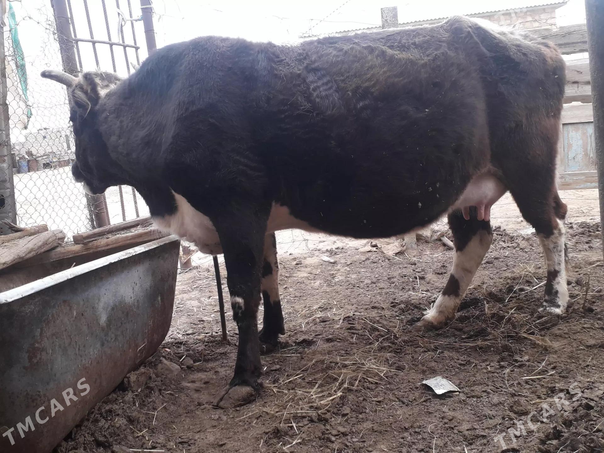 Sygyr göleli - Jebel - img 1