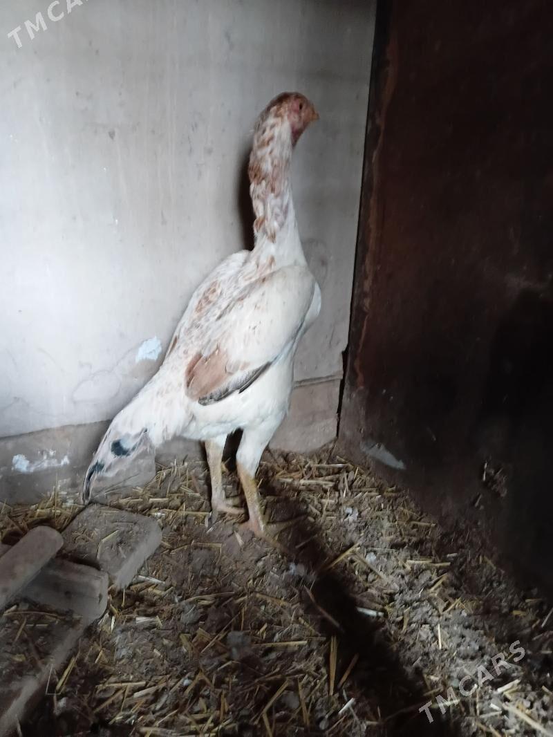 towuk товук - Daşoguz - img 1