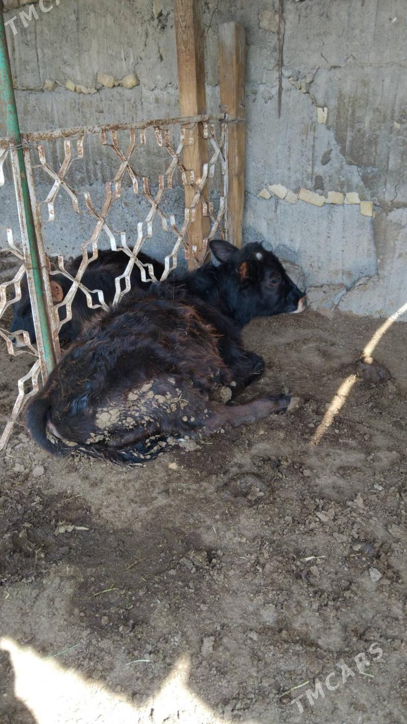 okuz - Ашхабад - img 1