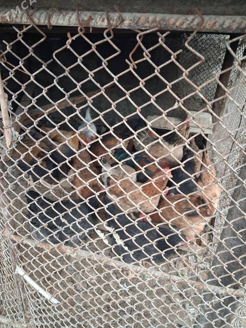 Towuk - Büzmeýin - img 1