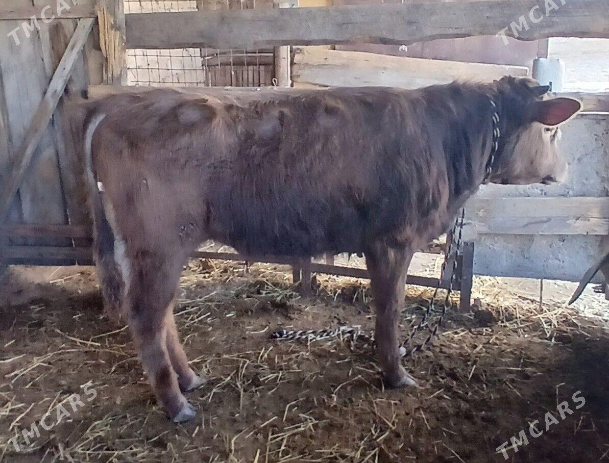 Okuz tuwe - Büzmeýin - img 1